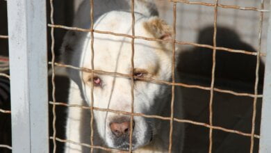 Четвероногого друга и охранника можно бесплатно взять из Центра защиты животных | Корабелов.ИНФО