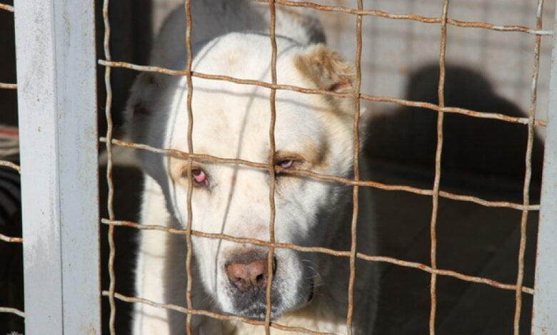 Четвероногого друга и охранника можно бесплатно взять из Центра защиты животных | Корабелов.ИНФО