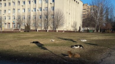 Бродячие собаки в Корабельном: то бросаются на людей, то греются на солнышке перед зданием администрации района | Корабелов.ИНФО