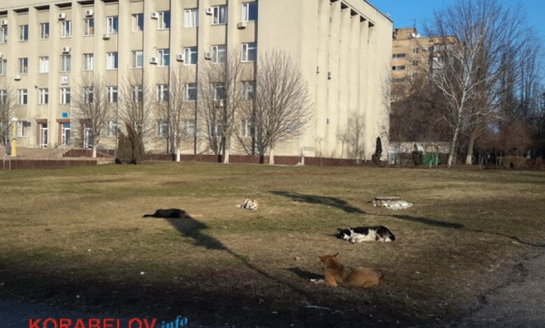 Бродячие собаки в Корабельном: то бросаются на людей, то греются на солнышке перед зданием администрации района | Корабелов.ИНФО