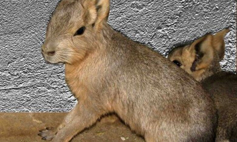 В Николаевском зоопарке родились марята и мунтжак | Корабелов.ИНФО