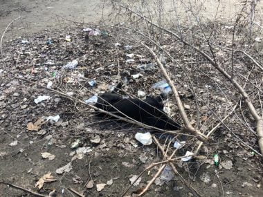 "Подарок женщинам Корабельного района: разбитые дороги, мусор и мертвая собака во дворе" | Корабелов.ИНФО image 2