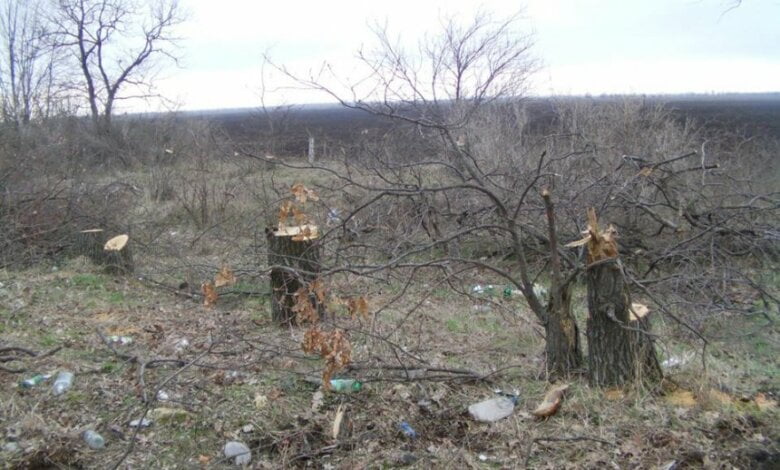 В Николаевской области массово вырубают лесополосы: «Мы стоим на грани экокатастрофы...» | Корабелов.ИНФО