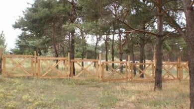 Чому справа ділянки матері Пеліпаса у лісі на "Маяку" повернута Вищим спецсудом на новий розгляд до районного суду | Корабелов.ИНФО