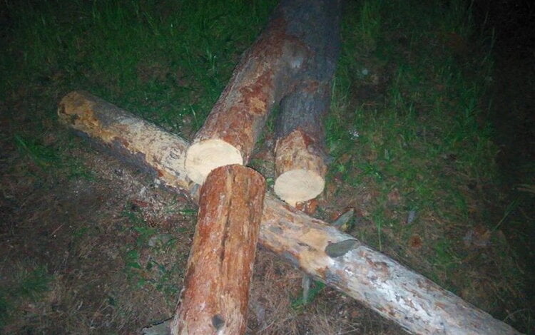В Корабельном районе Николаева незаконно рубят лес по ночам | Корабелов.ИНФО image 2