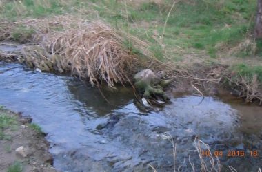 Збір небайдужих для відновлення парку "Богоявленський" планується на 23 квітня | Корабелов.ИНФО image 8