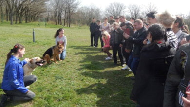 Правоохоронці Корабельного району відвезли школярів до кінологічного центру | Корабелов.ИНФО image 1
