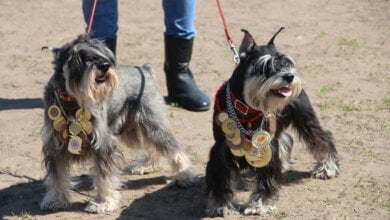 Более 150 породистых собак на глазах николаевцев сразились в рингах | Корабелов.ИНФО