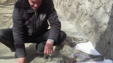 "Наблюдая за мучительной смертью, дети плакали". В Корабельном одни травят уличных собак, другие пытаются их спасти | Корабелов.ИНФО image 1