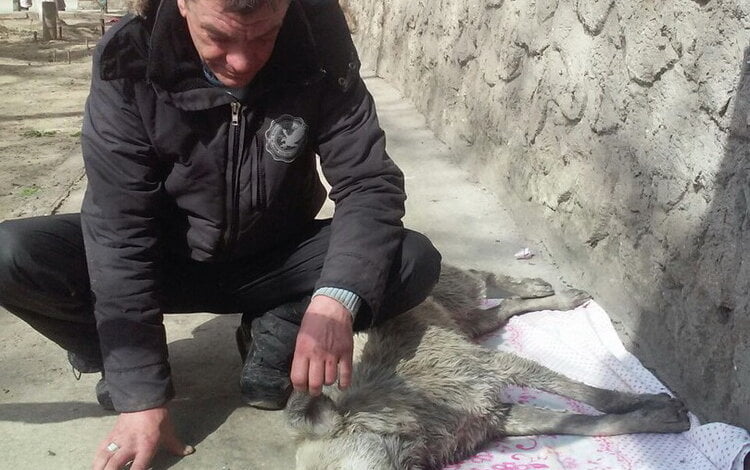 "Наблюдая за мучительной смертью, дети плакали". В Корабельном одни травят уличных собак, другие пытаются их спасти | Корабелов.ИНФО image 1