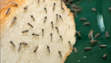 В Николаеве растет число случаев заболевания, которое комары могут перенести от бродячих собак людям | Корабелов.ИНФО