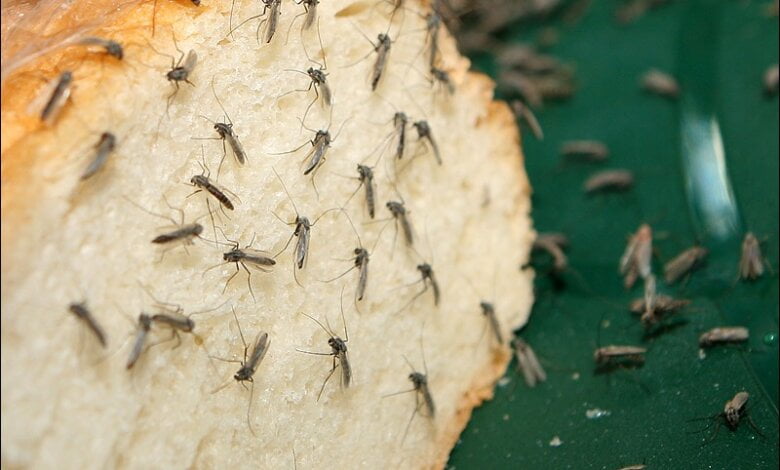 В Николаеве растет число случаев заболевания, которое комары могут перенести от бродячих собак людям | Корабелов.ИНФО