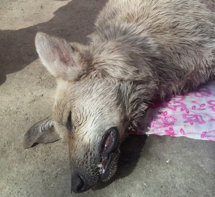 травят уличных собак