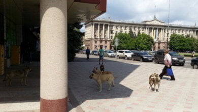 "Люди, давайте делать что-то!!!" Прекрасное настроение женщине, идущей на свадьбу, испортила укусившая ее бродячая собака | Корабелов.ИНФО image 2