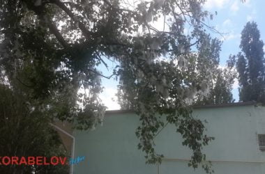 «Неужели нельзя спилить их, чтобы люди так не страдали?» Жители Корабельного района жалуются на тополиный пух | Корабелов.ИНФО image 2