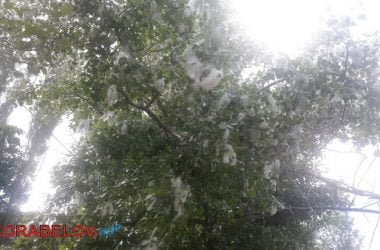 «Неужели нельзя спилить их, чтобы люди так не страдали?» Жители Корабельного района жалуются на тополиный пух | Корабелов.ИНФО image 4