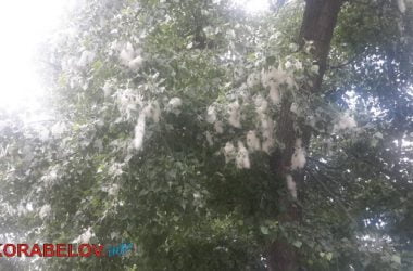 «Неужели нельзя спилить их, чтобы люди так не страдали?» Жители Корабельного района жалуются на тополиный пух | Корабелов.ИНФО image 5