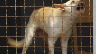 Усыпят или будут перевоспитывать? Свору собак, напавшую на женщину в Корабельном районе, изловили (ВИДЕО) | Корабелов.ИНФО