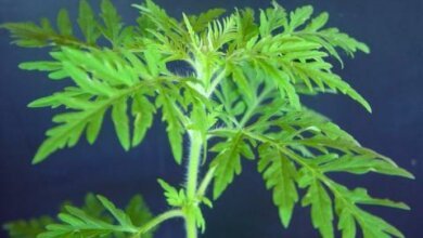 Адміністрація Корабельного району - про необхідність боротьби з амброзією. За несвоєчасне видалення бур'яну - штраф | Корабелов.ИНФО