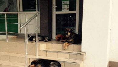 Мамочки не могут снять пособие на деток в банкомате по проспекту Корабелов из-за бродячих собак | Корабелов.ИНФО