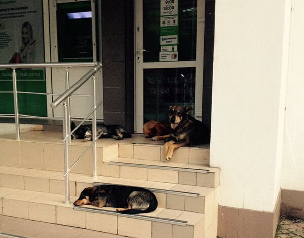 Мамочки не могут снять пособие на деток в банкомате по проспекту Корабелов из-за бродячих собак | Корабелов.ИНФО