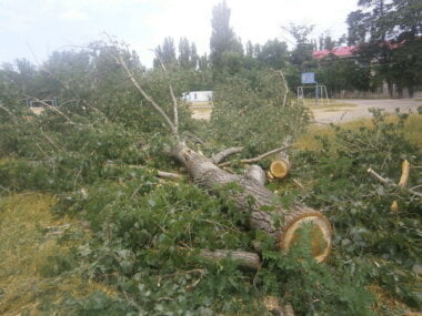 Вдоль несанкционированной торговой "аллейки" возле школы №33 срубили зеленые деревья | Корабелов.ИНФО image 3