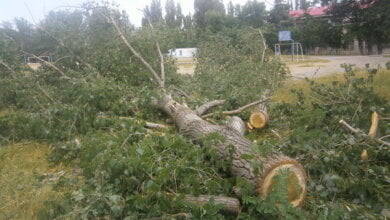 Вдоль несанкционированной торговой "аллейки" возле школы №33 срубили зеленые деревья | Корабелов.ИНФО image 3