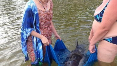 В Коблево спасли самку дельфина, которая заплыла на мель в поисках своей пары, умершей во время шторма | Корабелов.ИНФО