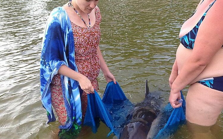 В Коблево спасли самку дельфина, которая заплыла на мель в поисках своей пары, умершей во время шторма | Корабелов.ИНФО
