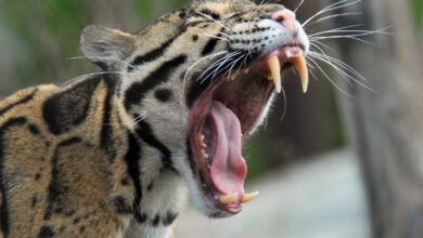 В Николаев привезли «саблезубую» самку редчайшего дымчатого леопарда | Корабелов.ИНФО image 1