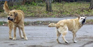 В Николаеве собака напала на маленькую девочку и укусила ее маму | Корабелов.ИНФО
