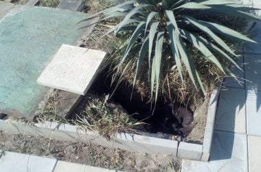 "Облом" и с фильмами, и с фонтаном... Николаевцы слегка разочарованы дендропарком в Корабельном районе | Корабелов.ИНФО image 1