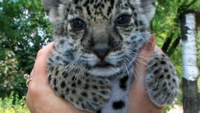 В Николаевском зоопарке самка ягуара родила детеныша, которого приходится выкармливать человеку | Корабелов.ИНФО image 1