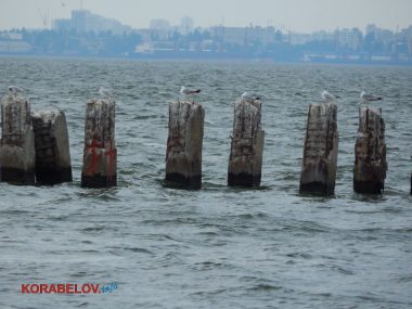 «Ой, це менталітет такий». Відпочиваючі на пляжі в Корабельному повільно перетворюють його на сміттєзвалище (ВІДЕО) | Корабелов.ИНФО image 39