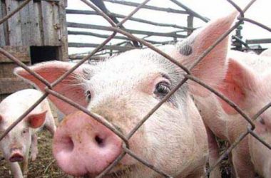 В Николаеве забьют более 150 здоровых свиней, чтобы не пустить африканскую чуму | Корабелов.ИНФО