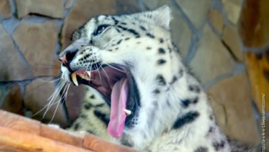 «Это было сознательно брошено мясо с отравой»: в Николаевском зоопарке отравили пуму и снежного барса | Корабелов.ИНФО