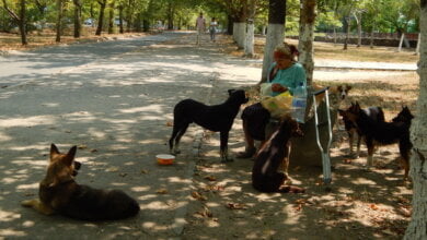 "До следующего несчастного случая?" Пока одни возмущаются, другие подкармливают бездомных собак (ВИДЕО) | Корабелов.ИНФО image 4