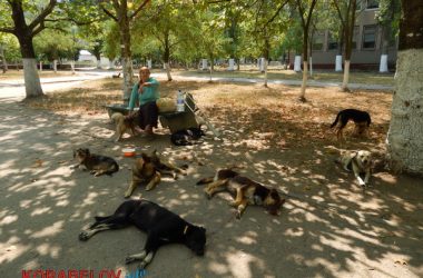"До следующего несчастного случая?" Пока одни возмущаются, другие подкармливают бездомных собак (ВИДЕО) | Корабелов.ИНФО image 5