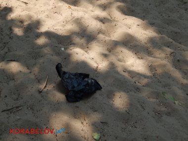 "Страшно, конечно, но делать-то нечего"... Несмотря на запрет из-за кишечной палочки, жители Корабельного купаются в реке. ВИДЕО | Корабелов.ИНФО image 5