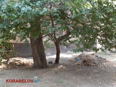 Коммунальщикам в Корабельном районе советуют не ждать осени и уже убирать опавшую листву, но те не торопятся (Видео) | Корабелов.ИНФО image 6