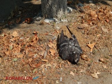 Коммунальщикам в Корабельном районе советуют не ждать осени и уже убирать опавшую листву, но те не торопятся (Видео) | Корабелов.ИНФО image 12