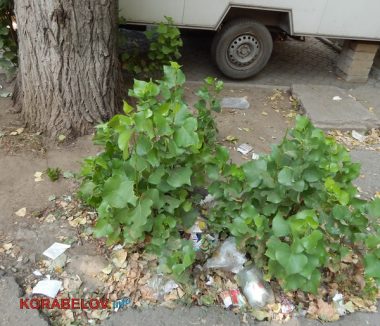 Коммунальщикам в Корабельном районе советуют не ждать осени и уже убирать опавшую листву, но те не торопятся (Видео) | Корабелов.ИНФО image 22