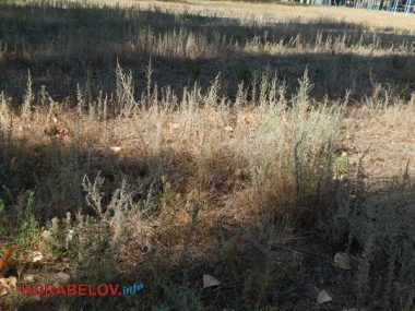 Состояние некоторых школьных дворов в Корабельном районе Николаева шокирует жителей (Видео) | Корабелов.ИНФО image 33