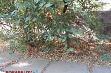 Состояние некоторых школьных дворов в Корабельном районе Николаева шокирует жителей (Видео) | Корабелов.ИНФО image 48