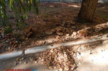 Состояние некоторых школьных дворов в Корабельном районе Николаева шокирует жителей (Видео) | Корабелов.ИНФО image 49