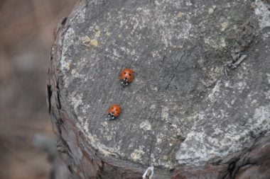 "А що там за соснами?" О "жемчужине нашего края" - Балабановском лесе - школьники Корабельного района | Корабелов.ИНФО image 12