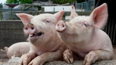 В Витовском районе - еще одна вспышка свиной чумы | Корабелов.ИНФО