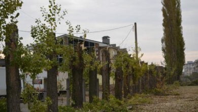 У Корабельному під виглядом реставрації шкільної огорожі обрізали багаторічні дерева | Корабелов.ИНФО image 2