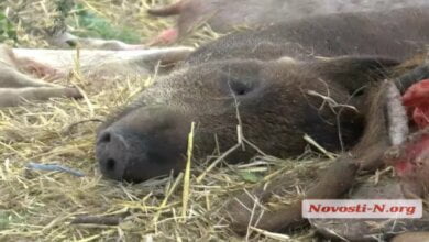 В Витовском районе местные жители устроили нелегальный могильник свиней 18+ | Корабелов.ИНФО image 1