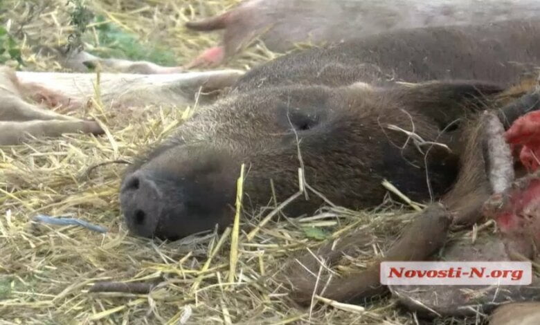 В Витовском районе местные жители устроили нелегальный могильник свиней 18+ | Корабелов.ИНФО image 1